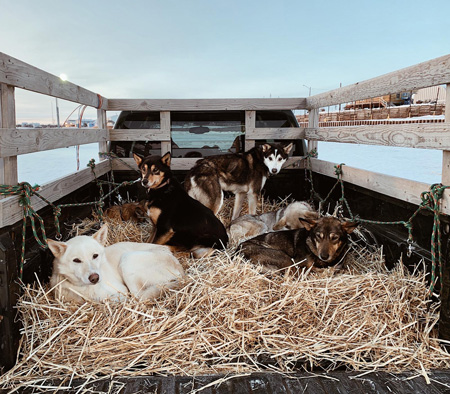 Sled dogs lay on hay in the back of a pickup truck in Bethel, Alaska