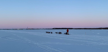 A sled dog musher and team slides accross the snow with a pink sunrise on the horizon.