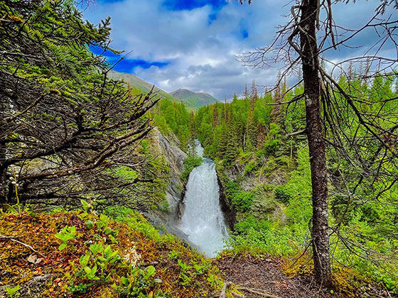 A waterfall along the Kenai River surrounded by green trees and dotted with spruce bark beetle killed black spruce.