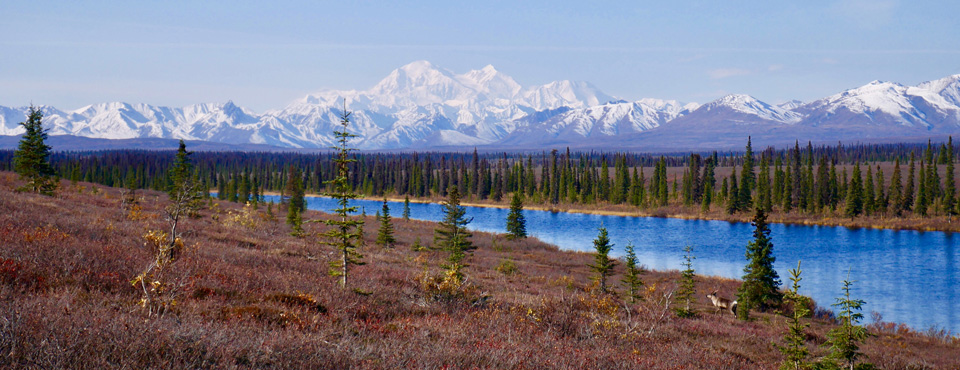Denali mountain with a caribou in the foregound
