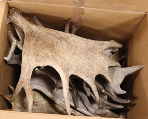 antlers in a cardboard box